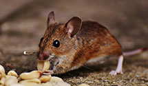 24 Hour & Emergency Exterminators in Maze, PA